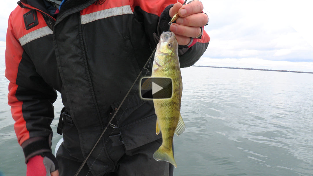 Jigging for perch - no live bait