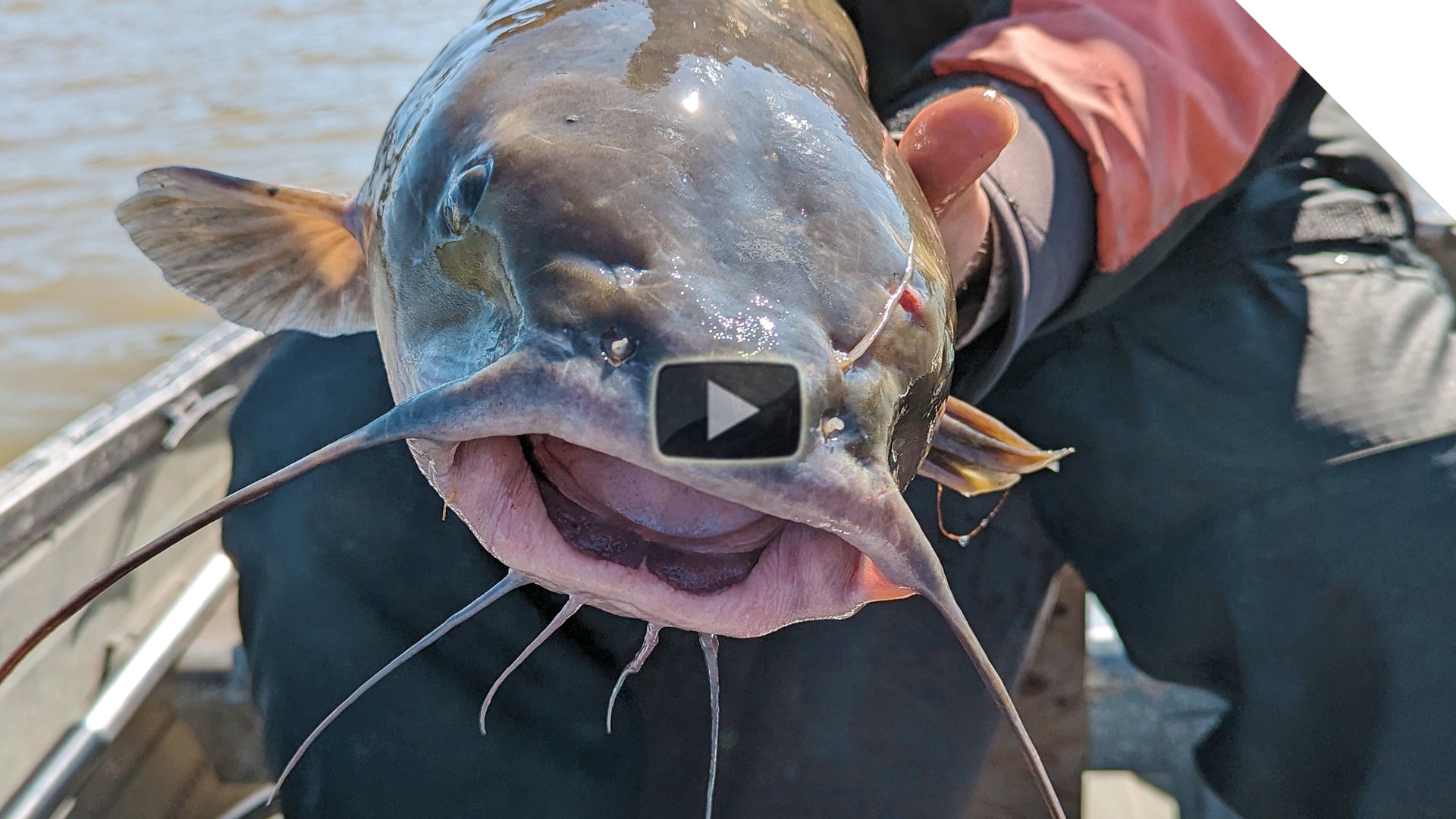 Big Channel Catfish - cut bait and livers