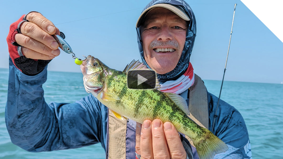 Jigging technique for perch - Stingnose Peanut Bunker