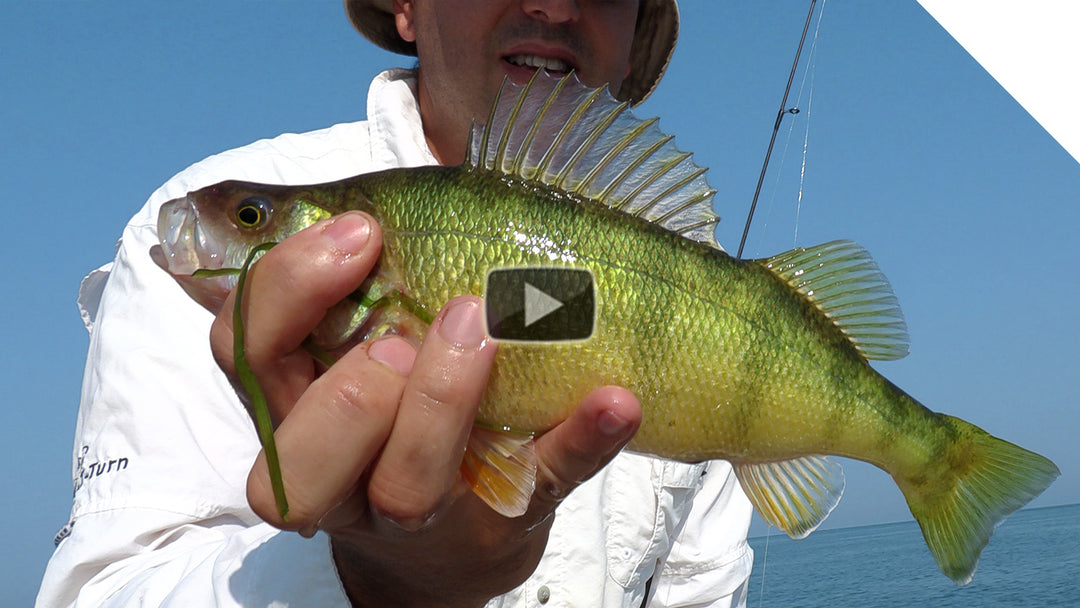 Perch Fishing using artificial baits