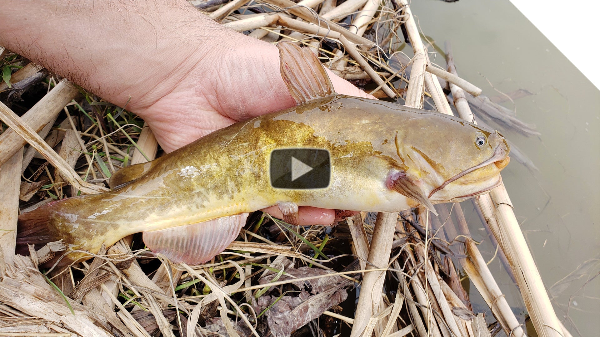 Catching Big Channel Catfish using Chicken Liver – Thundermist