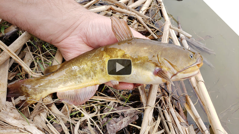 Using Worms to catch Bullhead Catfish from shore - see the bites!