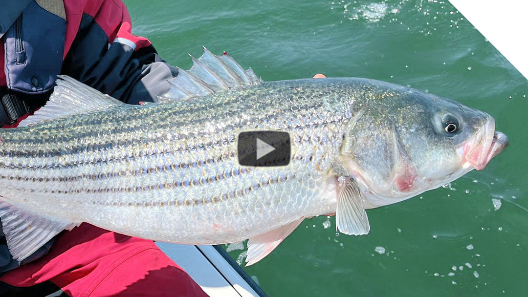 Top Water Striper Fishing - Windy conditions, Buzzards Bay