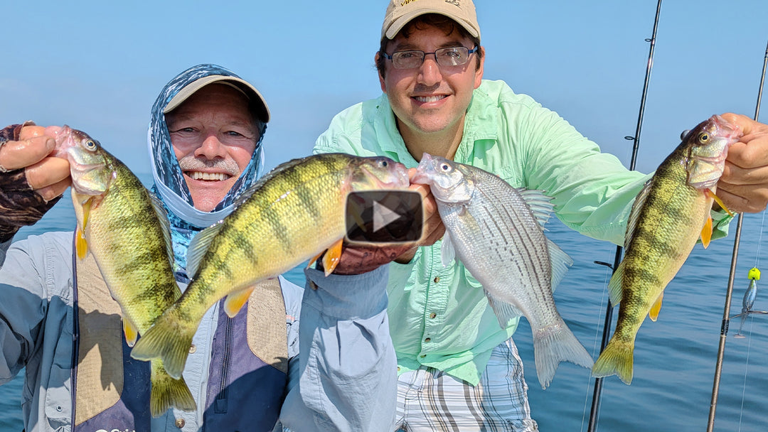 Perch overload - jigging with the Stingnose