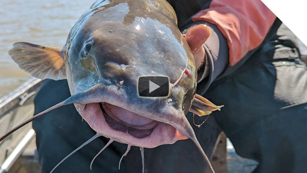 "Banana Bite" Catfish